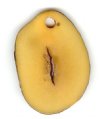 1 Amber Tagua Nut Pendant